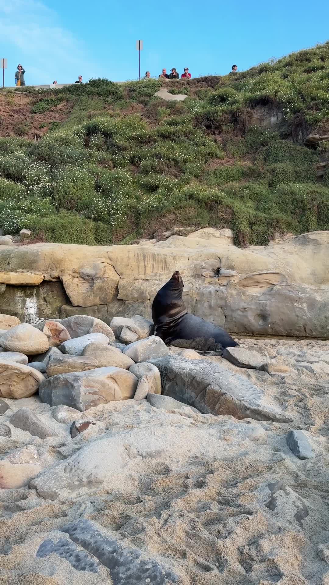 san diego seal watching
