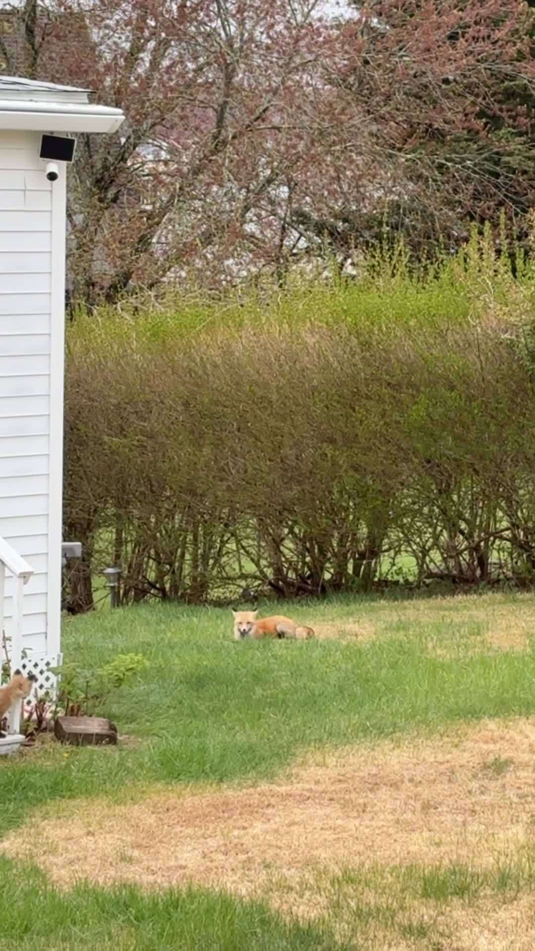 Foxes Playing