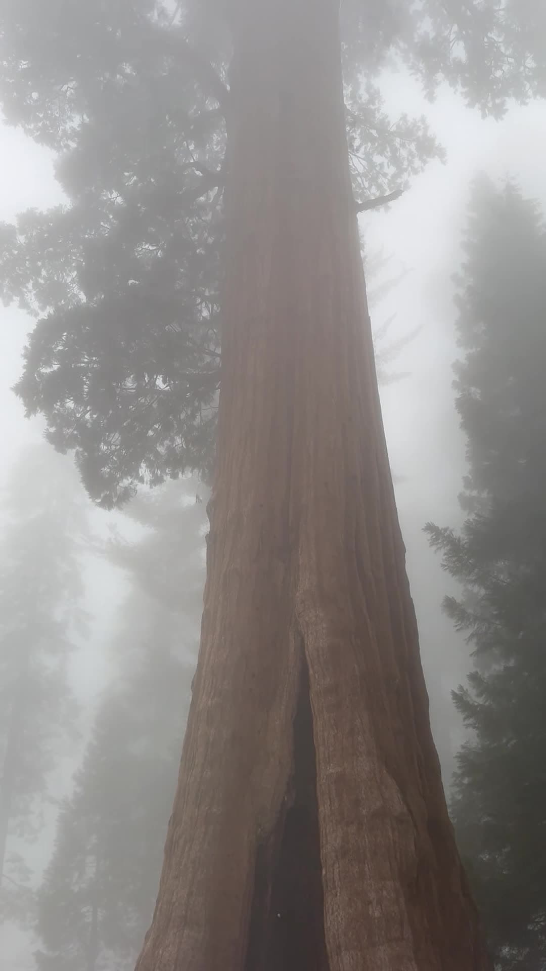 Sequoia National Park
